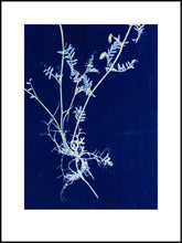 Indlæs billede til gallerivisning Vicia kongeblå 30x40 cm