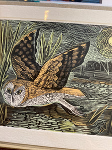 Kort “Marsh Owl”