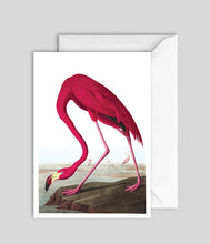 Indlæs billede til gallerivisning Kort Audubon Pink
