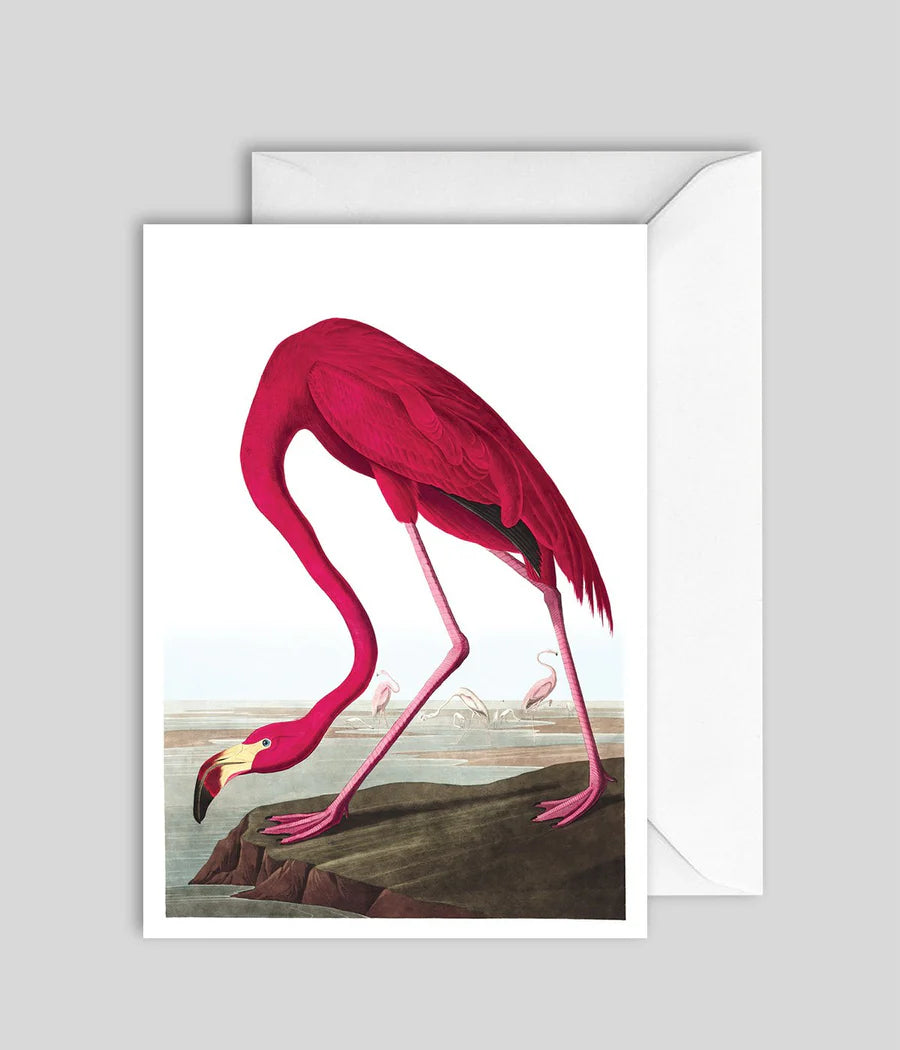 Kort Audubon Pink