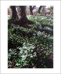 Kort “Snowdrops and Ivy”