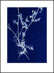 Vicia kongeblå 30x40 cm