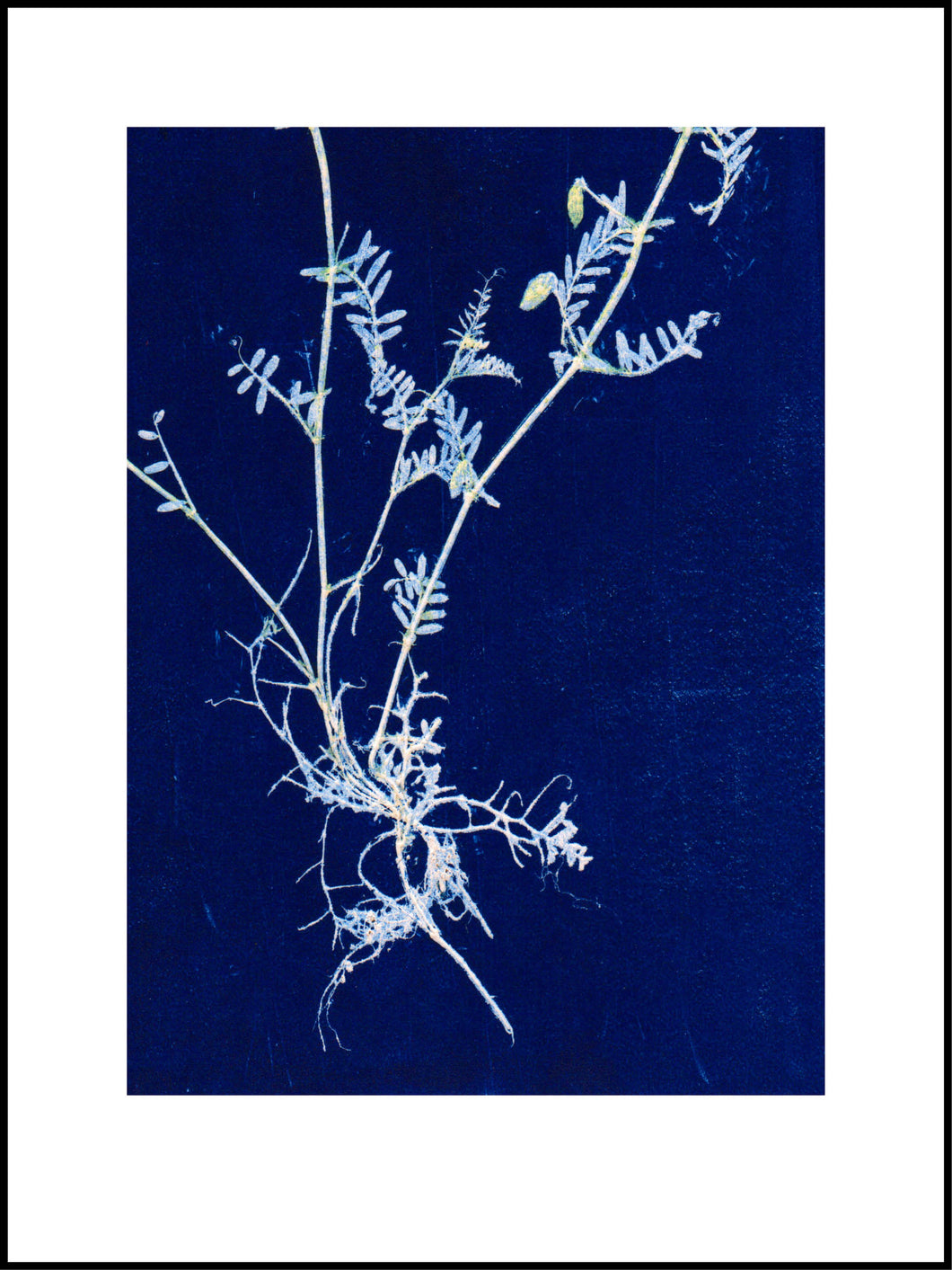 Vicia kongeblå 30x40 cm